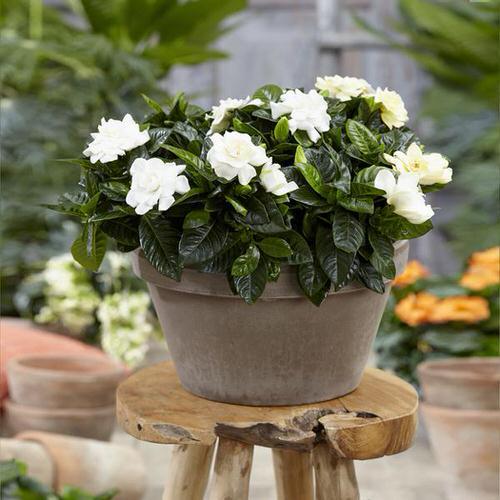 Most Fragrant Flowers According to Gardeners 13