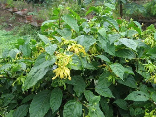 Most fragrant flowers chosen by gardeners. 4