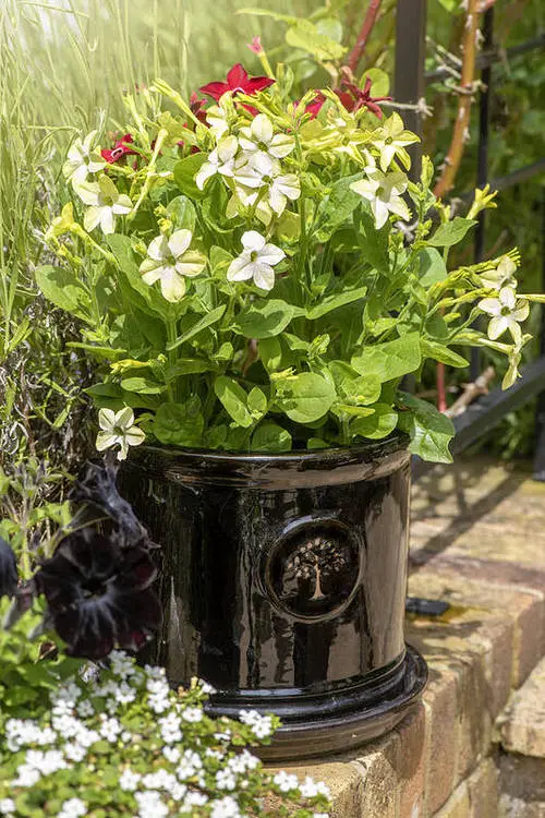 Most Fragrant Flowers According to Gardeners 3