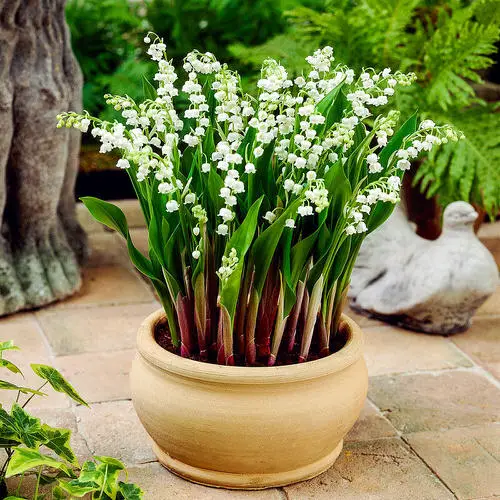 Most fragrant flowers chosen by gardeners. 6