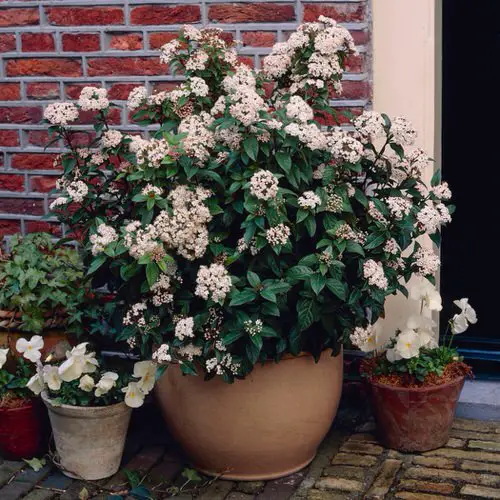Most Fragrant Flowers According to Gardeners 4