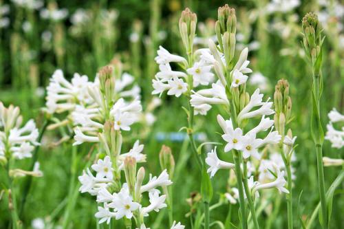 Most fragrant flowers chosen by gardeners. 8