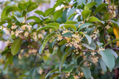 Most Fragrant Flowers According to Gardeners 5