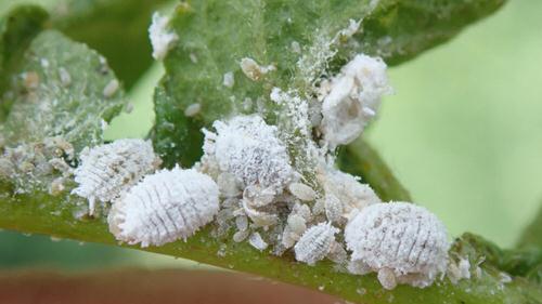 How to Stop Mealybugs from Spreading?