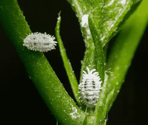 Tricks To Control Mealybugs