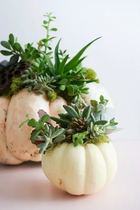 How to Plant Succulents in Pots without Drainage Holes at home