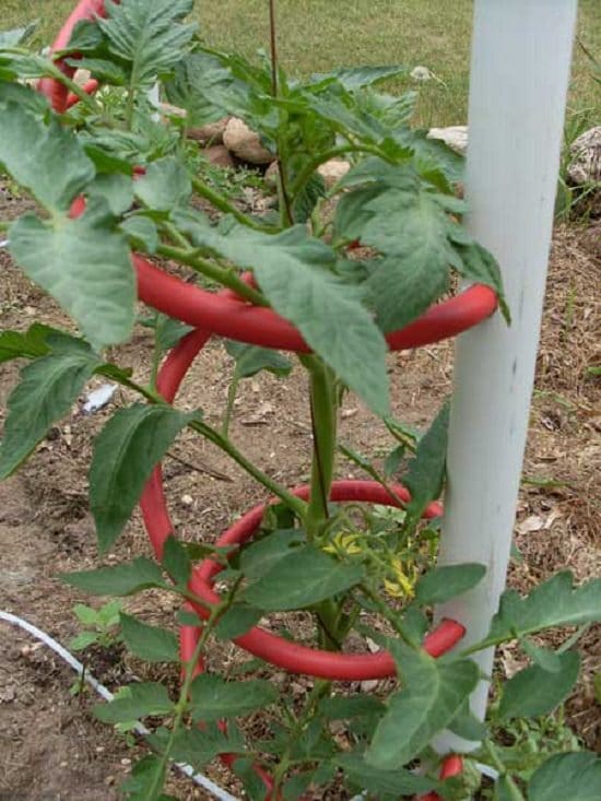 27 DIY Tomato Cage, Trellis & Stake Ideas Balcony Garden Web