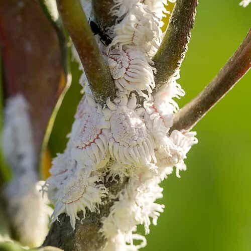 How to Get Rid of Mealybugs Easily