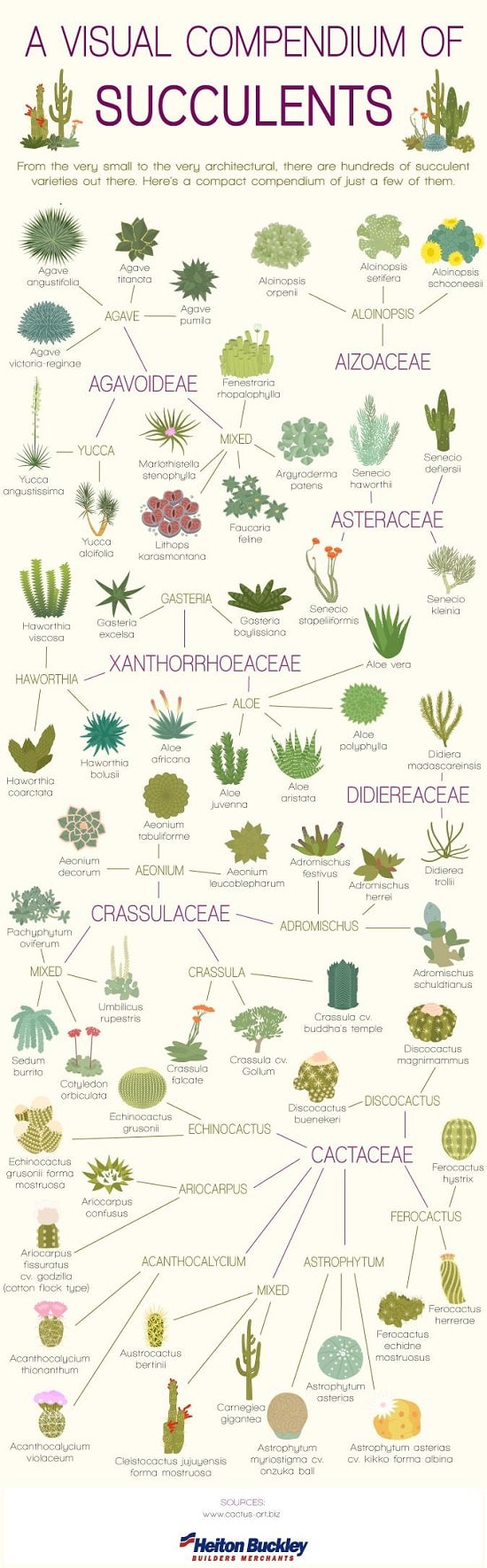 Everything About Growing Succulents in 8 Infographics