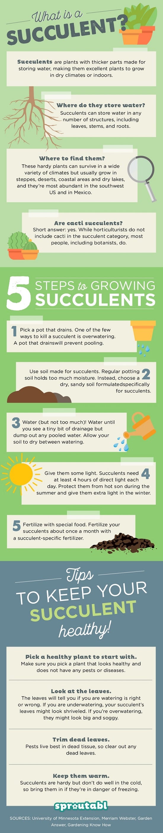 Everything About Growing Succulents in 8 Infographics