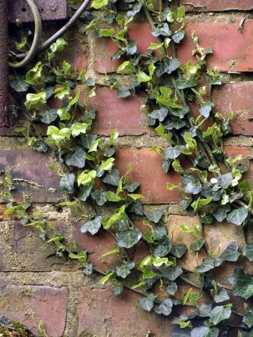English Ivy Benefits 6