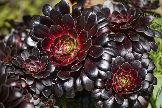 Best Black Succulents