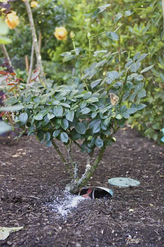 Epsom Salt For Roses