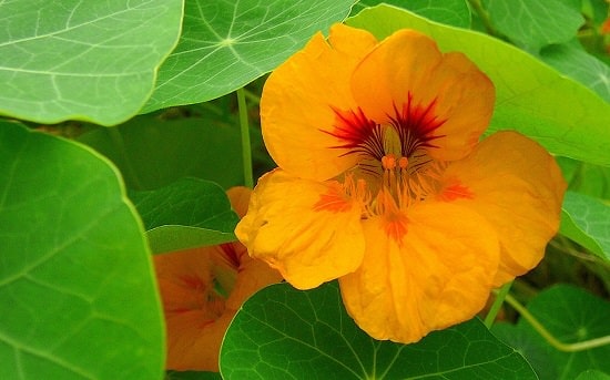 20 Nasturtium Benefits Uses Reasons To Grow Nasturtium In Garden