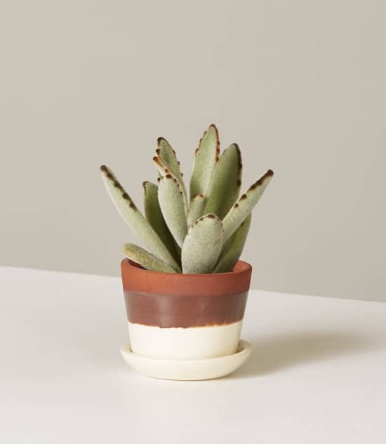 22 Shade Tolerant Succulents To Grow Where Nothing Grows ...