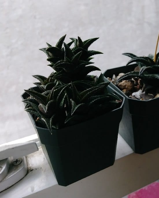 Black succulent seed