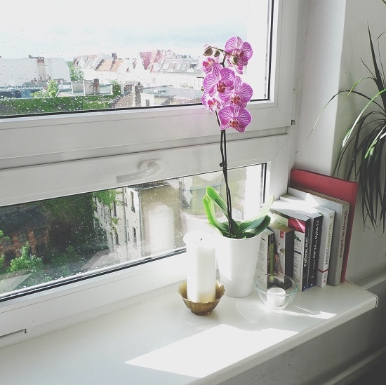 Orchid Care Tips you must follow