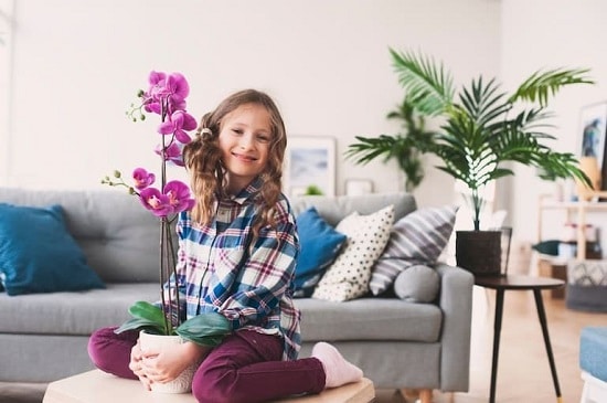 Orchid Care Tips