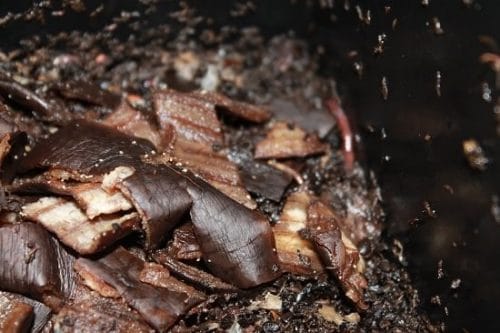Smart Gardening Hacks For Beginners 10