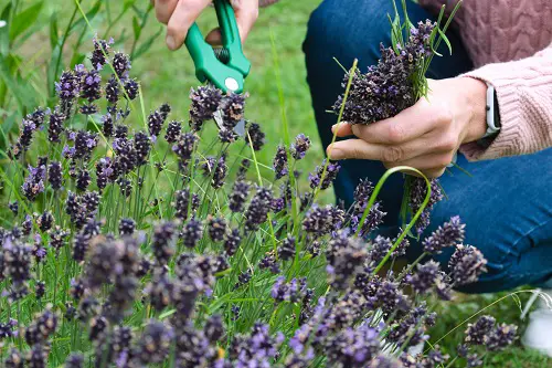 How to Grow Lavender Plants | Growing Lavender 4