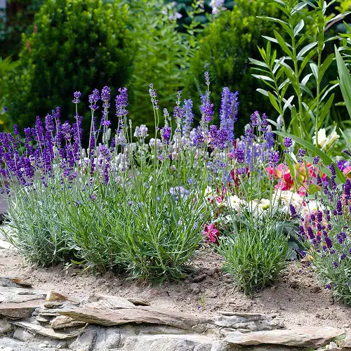 Lavender Plant Care