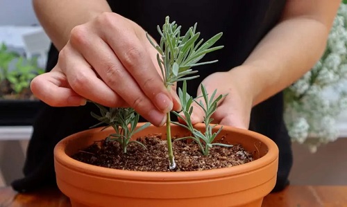 Propagating Lavender