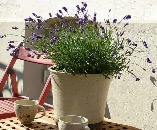 Requirements For Growing Lavender