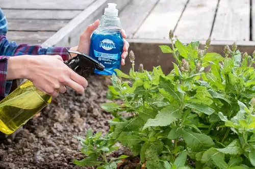 dish shop Homemade Lawn Fertilizers That Are Safe From Hazardous Chemicals