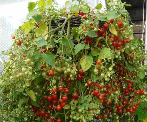 Deck Vegetable Garden Ideas 12