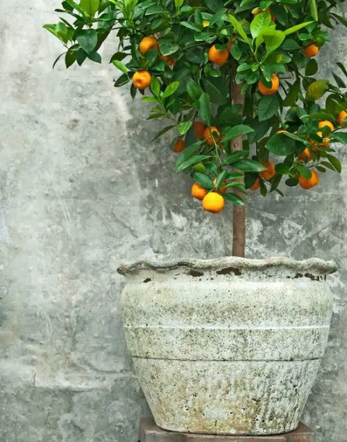 lemon Trees for Containers