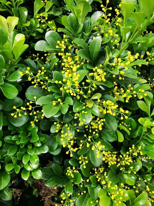 lovely Flowers That Smell Like Lemon & Orange 4