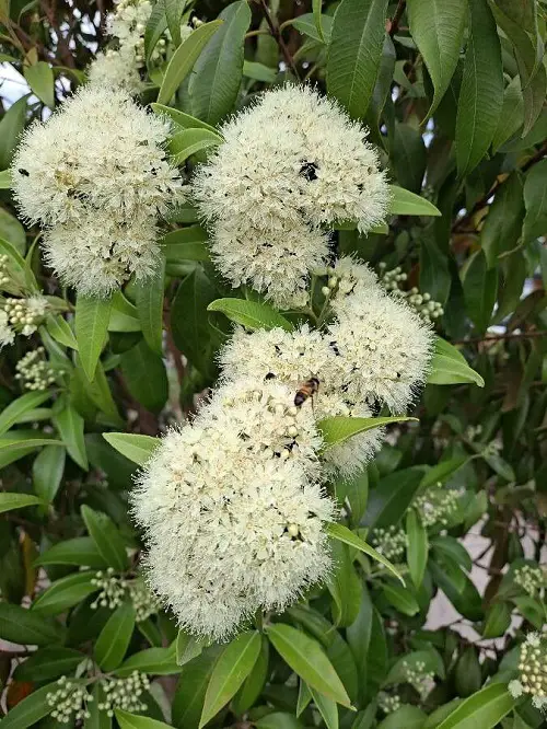 amazing Flowers with an Orange and Lemon Scent