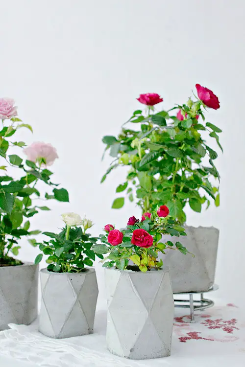 Stunning Geometric Planters Ideas 4