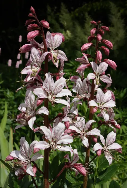 lovely Flowers That Smell Like Lemon & Orange 2