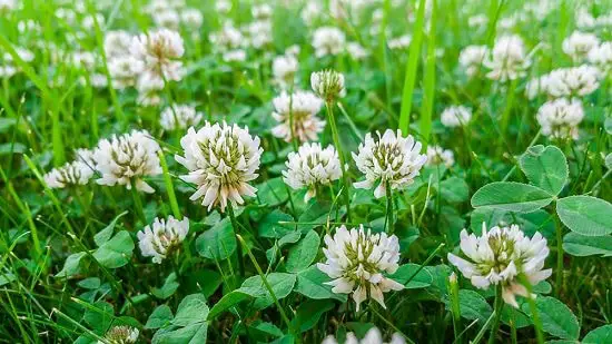Flowering Plants You Should Plant in a Vegetable Garden 03