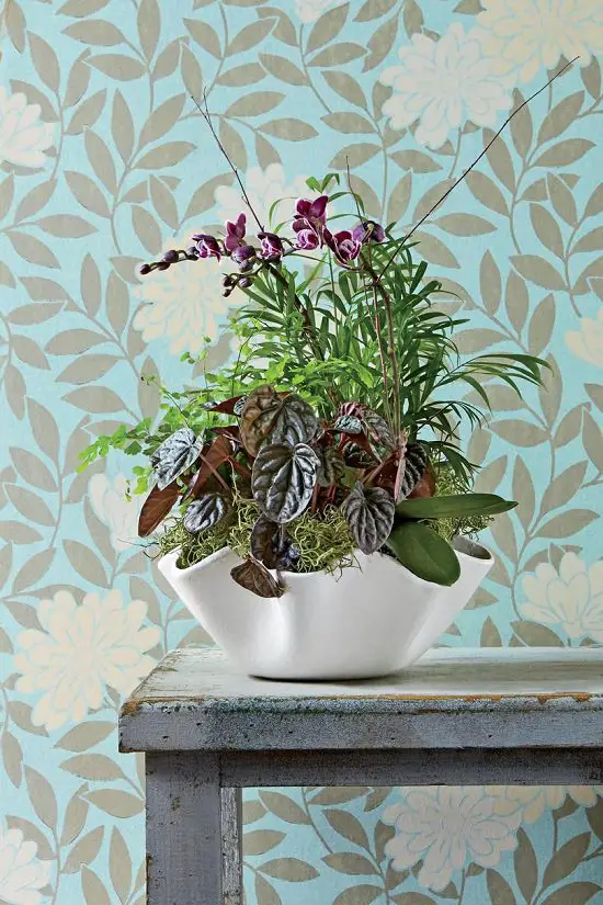 Houseplant Combinations 4