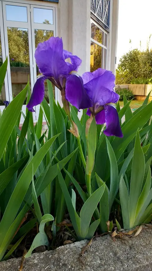 top Flowers with an Orange and Lemon Scent
