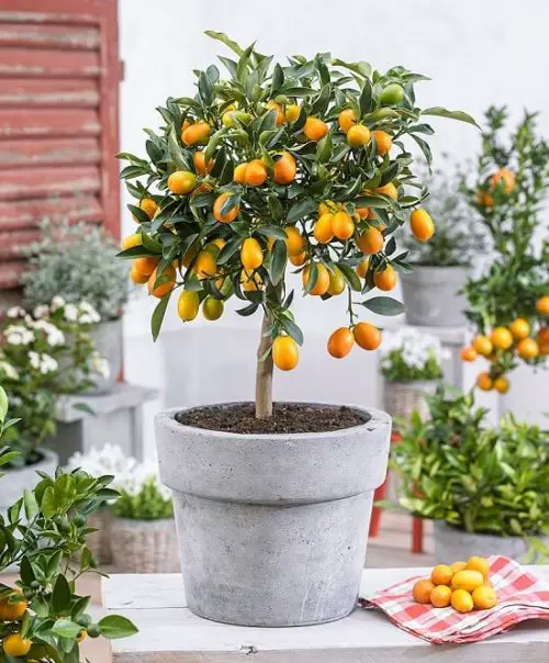 Best Citrus Trees for Containers 1