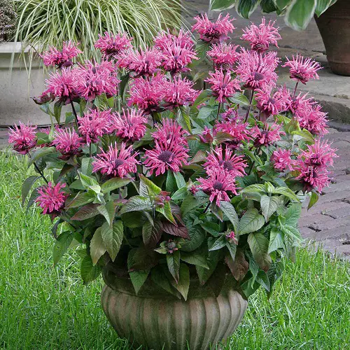 Flowers with an Orange and Lemon Aroma 