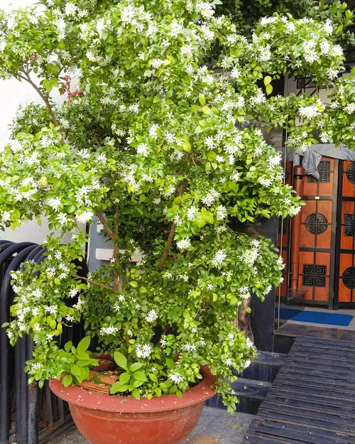 beautiful Shrubs and Bushes with Tiny Fragrant White Flowers