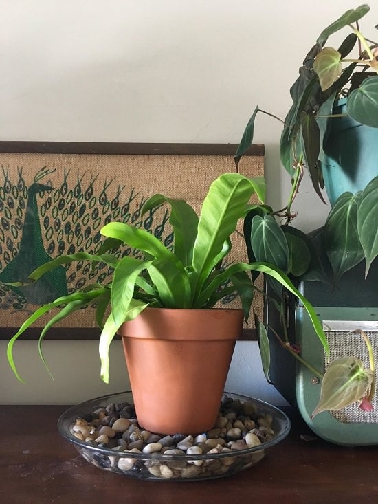 Plants growing indoors need warmth and humidity to thrive well. Learn how to increase humidity for houseplants in this article.