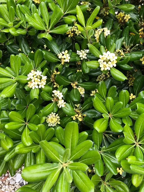 Flowers That Smell Like Lemon & Orange 6