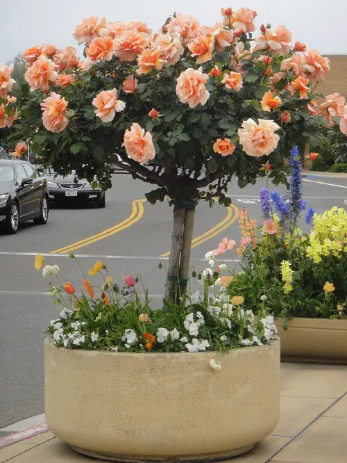 lovely Flowers That Smell Like Lemon & Orange