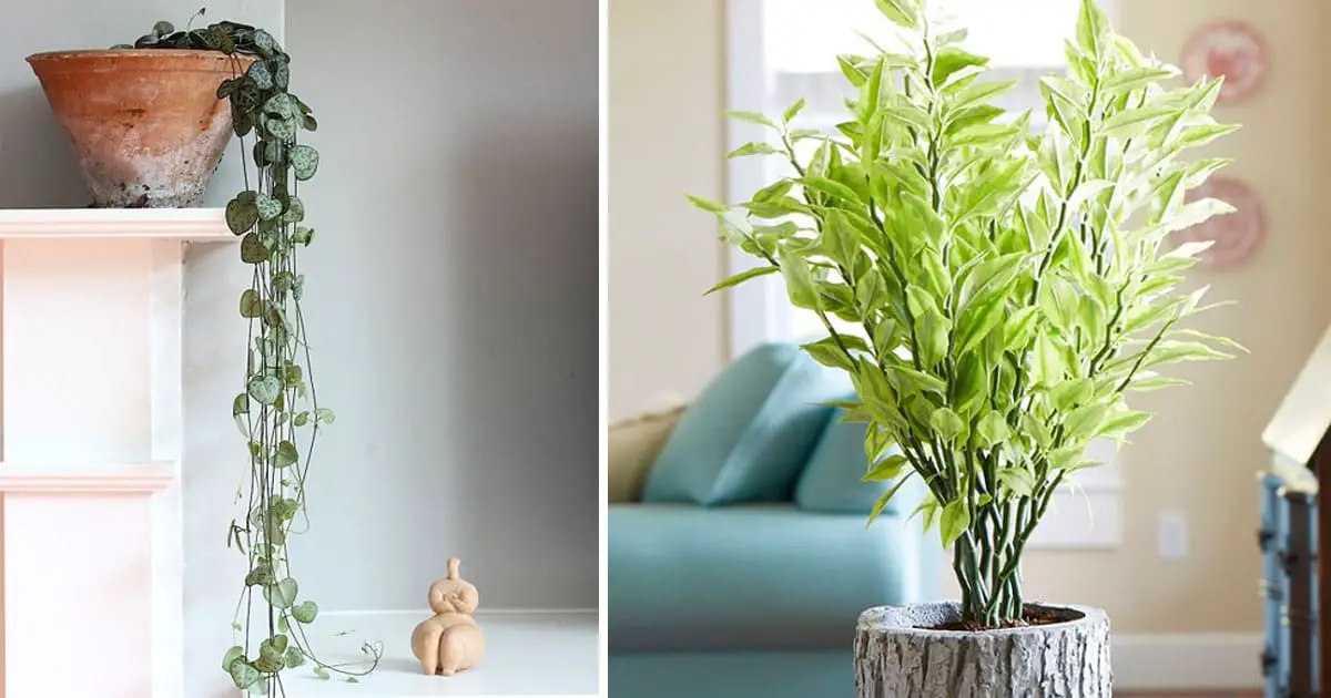 22 Shade Tolerant Succulents To Grow Where Nothing Grows Balcony 22 Shade Tolerant Succulents To Grow Where Nothing Grows