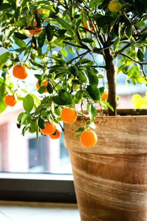 Harvesting Citrus Fruits