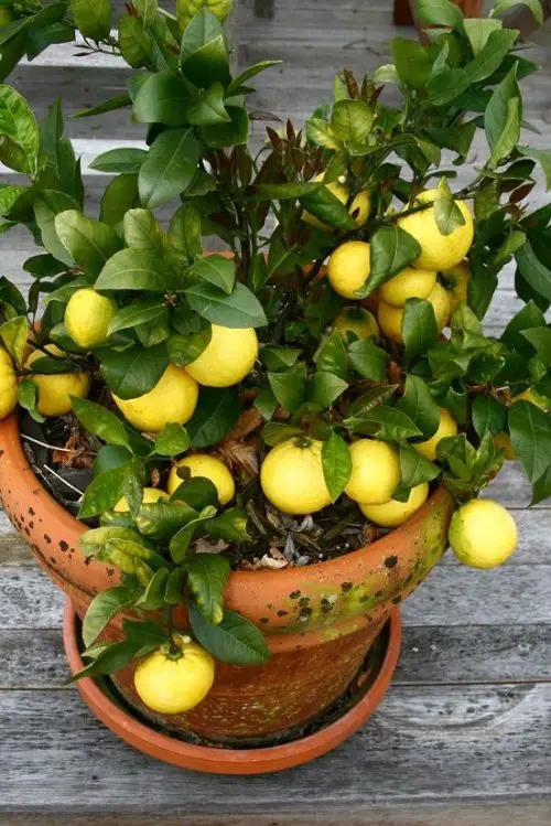Best lemon Trees for Containers 2