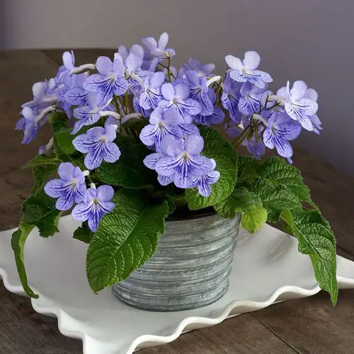 Top Flowering Houseplants