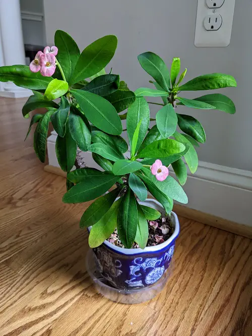 Top Blooming Houseplants