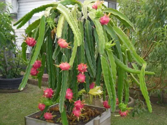 Dragon Fruit Care