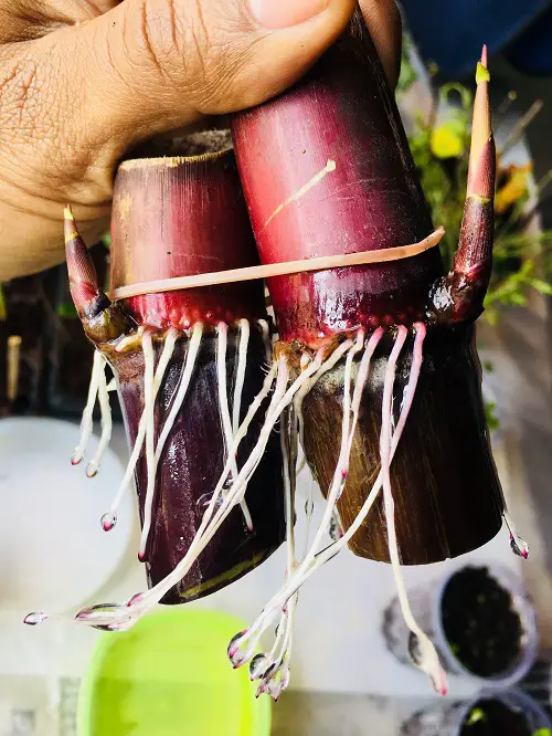 Regrow Vegetables and Fruits from Leftovers